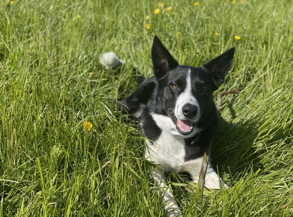 WeAcceptPets's tweet image. 🐾 A Warm Welcome at Sink Green Farm 🐾

Sink Green Farm is a charming dog-friendly B&amp;amp;B set in a picturesque location, where both guests &amp;amp; their four-legged companions can feel right at home. 🏡

Accepts 🐶 🐈 
weacceptpets.co.uk/herefordshire/…

#DogFriendly #Countryside @sinkgreenfarm59