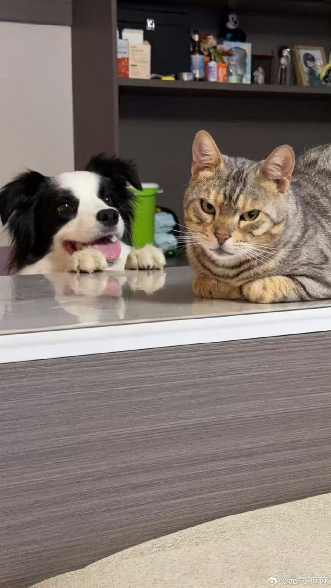 Nio 🎶 ~ Stan 三Bao 🐼🐺🐈‍⬛ tweet media