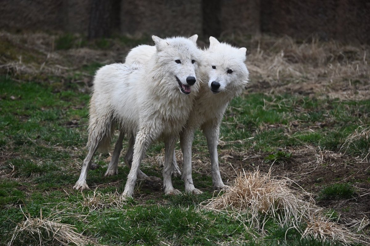 しっぽう tweet media