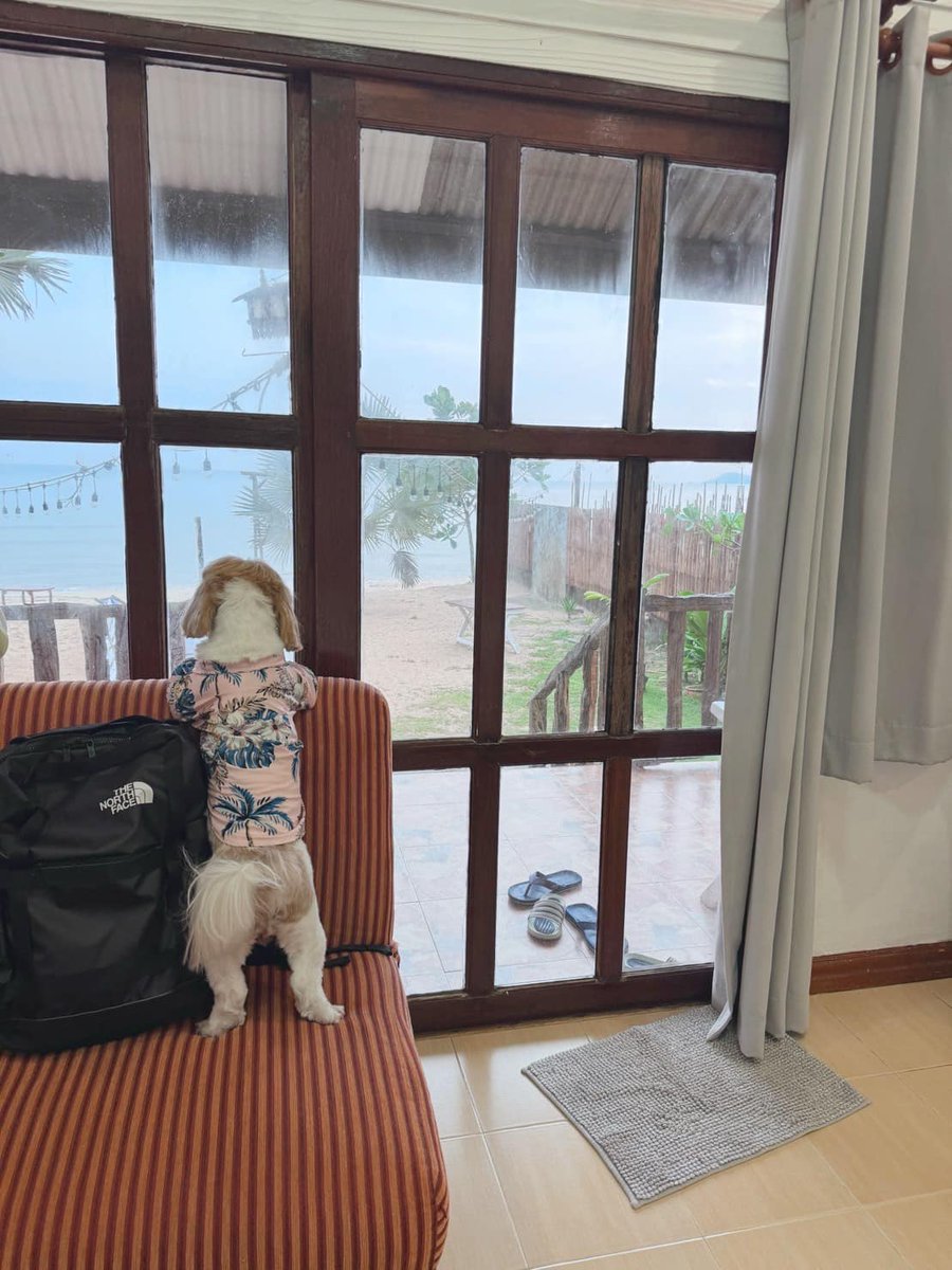 bbberrynet's tweet image. 🐾 ระยองมีที่พักหมาพักได้เยอะกว่าที่คิด! 🌊
รวมมาให้แล้ว 35 ที่ “ติดทะเลจริง” บางที่มีพูลวิลล่า + หมาใหญ่เข้าได้ 🐕
👉 ดูครบ + เช็คราคา: dogthailand.net/thread-67256-1…
📌 เซฟไว้ก่อน เที่ยวได้ยาว ๆ
#ที่พักหมาพักได้ #ระยอง #PetFriendly #หมาใหญ่พักได้ #พาหมาเที่ยว