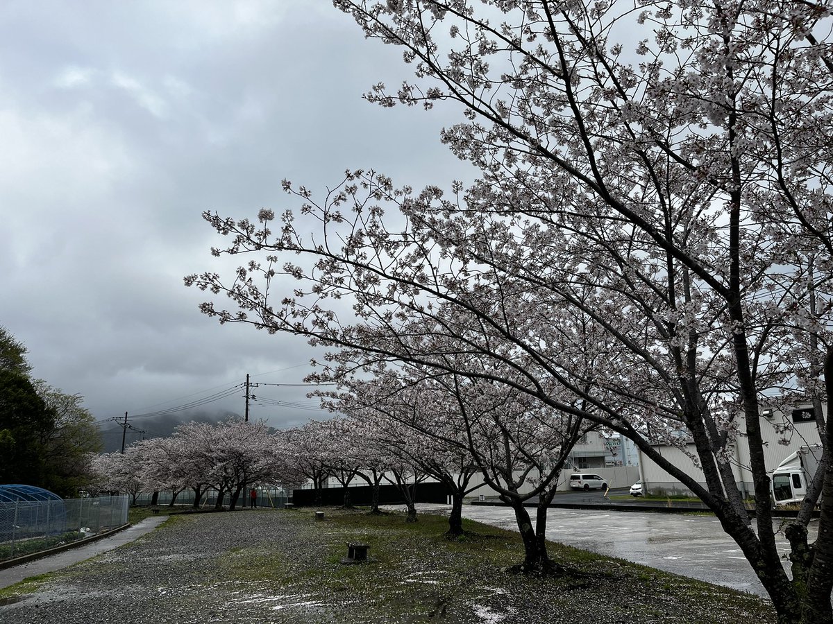 YN_mt07's tweet photo. とある用事で出かけた道中にあった桜の木
満開でとても綺麗だったので撮影
曇天なのが残念。

緑が入ってきていたので、
そろそろ見納めか https://t.co/BnlFhLvAtv