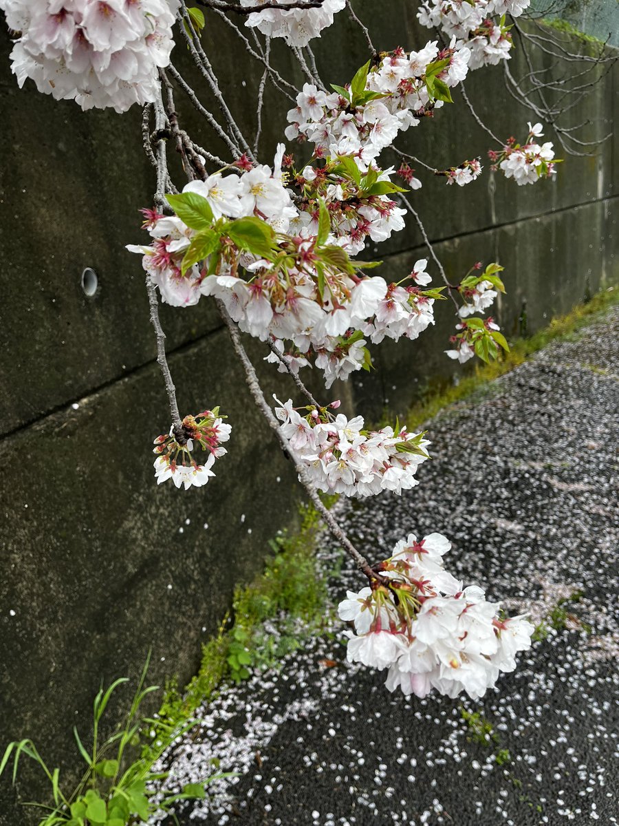 YN_mt07's tweet photo. とある用事で出かけた道中にあった桜の木
満開でとても綺麗だったので撮影
曇天なのが残念。

緑が入ってきていたので、
そろそろ見納めか https://t.co/BnlFhLvAtv