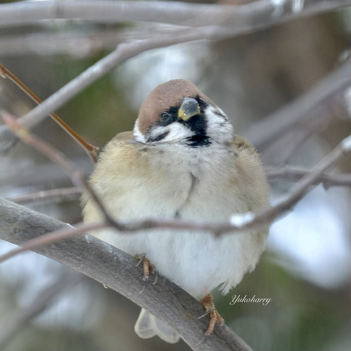 yulalanq's tweet photo. こんばんは(*^_^*)
素敵な佳き日に🌸🍀🌼
Have a nice day！🐣
#sparrow  Wow So Cute！

あどけないちゅん　可愛いちゅん❣️

#地球温暖化　
#冬スズメ #ちゅん活 #スズメ #雀の写真 
#birdwatching #北海道 #Hokkaido 
#FUJIFILM https://t.co/z0jlaXzFce