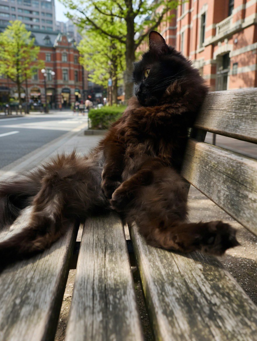 ♡moco𓃠*⑅🐾猫は強く優しく偉大🐾 tweet media