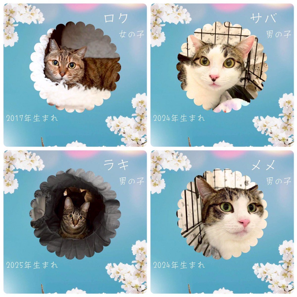 NPO法人 動物愛護・福祉協会60家(ロワや) tweet media