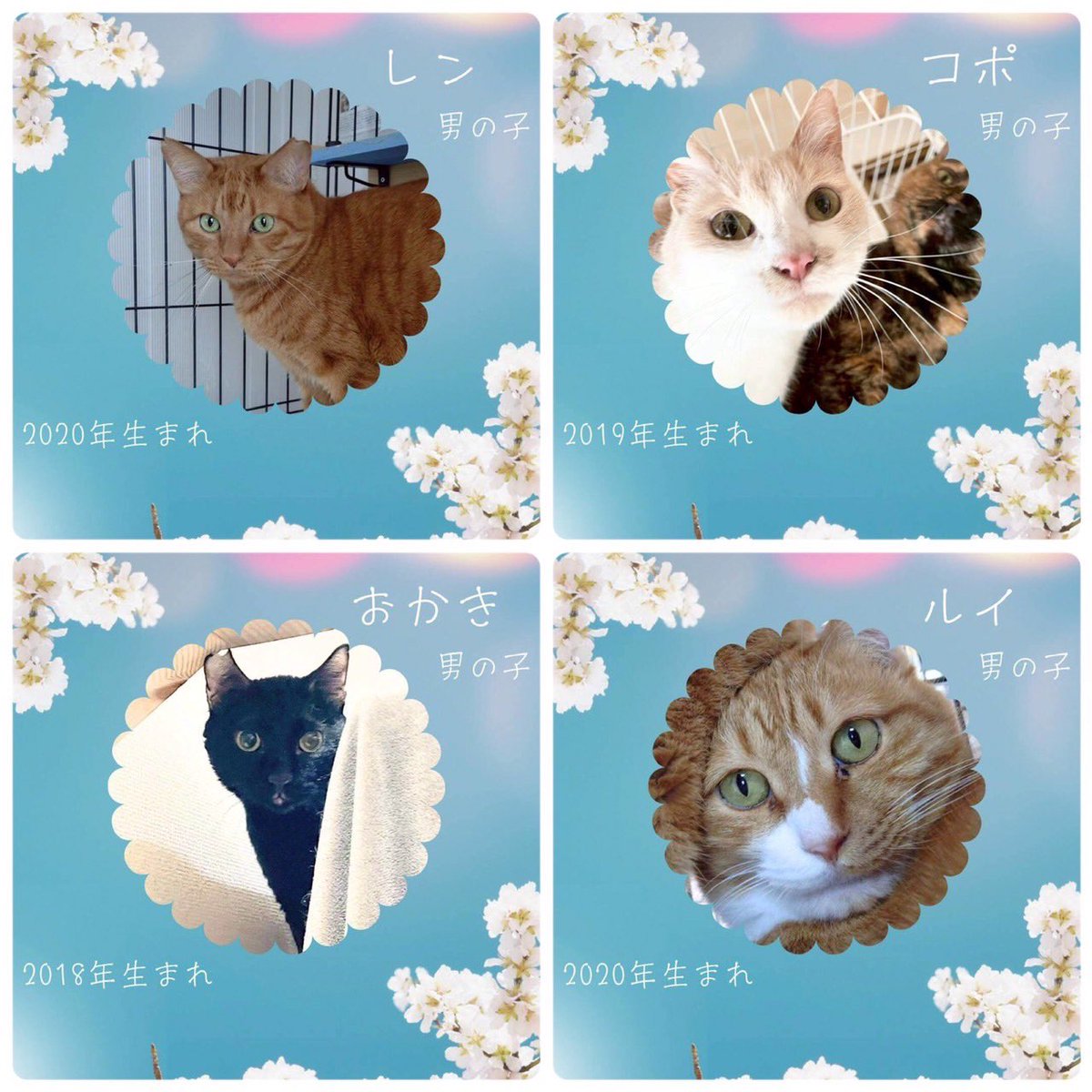 NPO法人 動物愛護・福祉協会60家(ロワや) tweet media