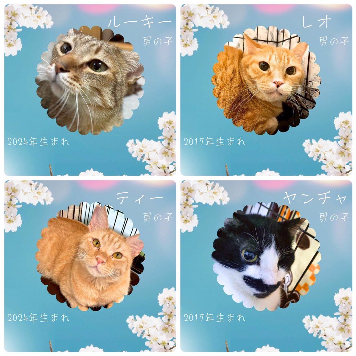 NPO法人 動物愛護・福祉協会60家(ロワや) tweet media