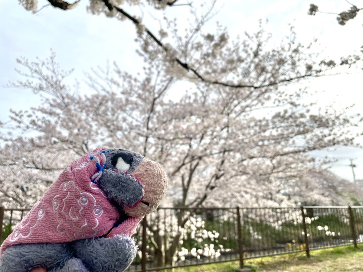 chibi_103's tweet photo. 木更津は何度か行ったことがありますが不思議な街です。東京から約2時間圏内でアクアラインでバスや内房線列車で行けるのですが遠いイメージがあります。観光といえば初夏の潮干狩りぐらいでしょうか。今回はガイドブックは使わずに検索だけで花見ポイントを見つけました🙂 https://t.co/PtNGfBFwhN