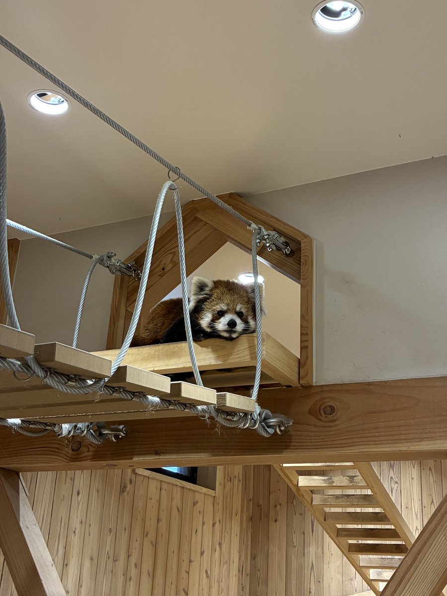 flypanda5's tweet photo. 桐生は最高😆#フラン #ライム #レッサーパンダ #桐生が岡動物園 https://t.co/OdVukCEtj6