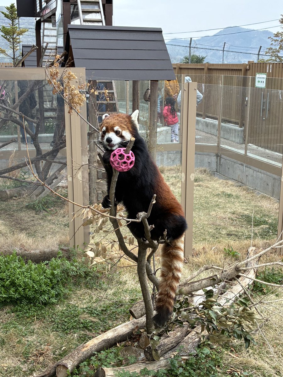 flypanda5's tweet photo. 桐生は最高😆#フラン #ライム #レッサーパンダ #桐生が岡動物園 https://t.co/OdVukCEtj6