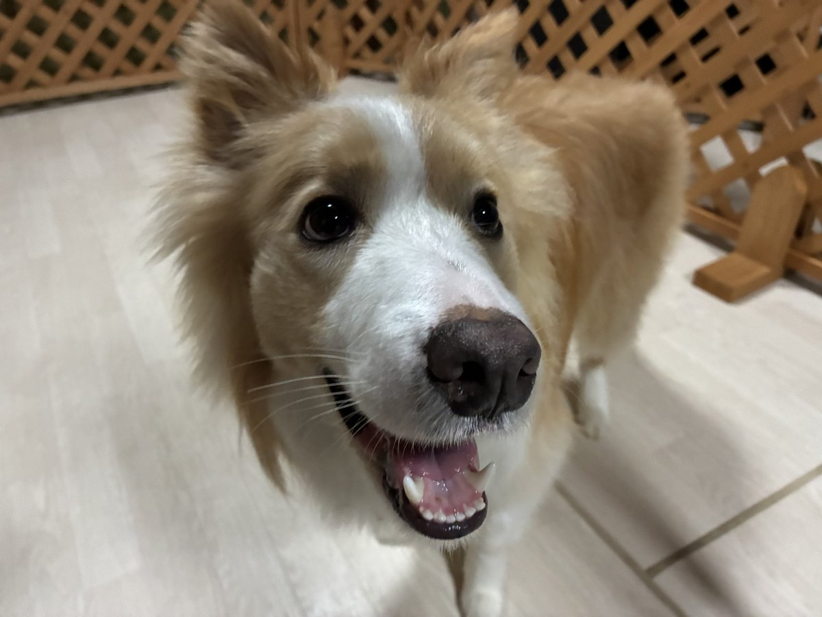 蒼蒔@( ´ཫ`) tweet media