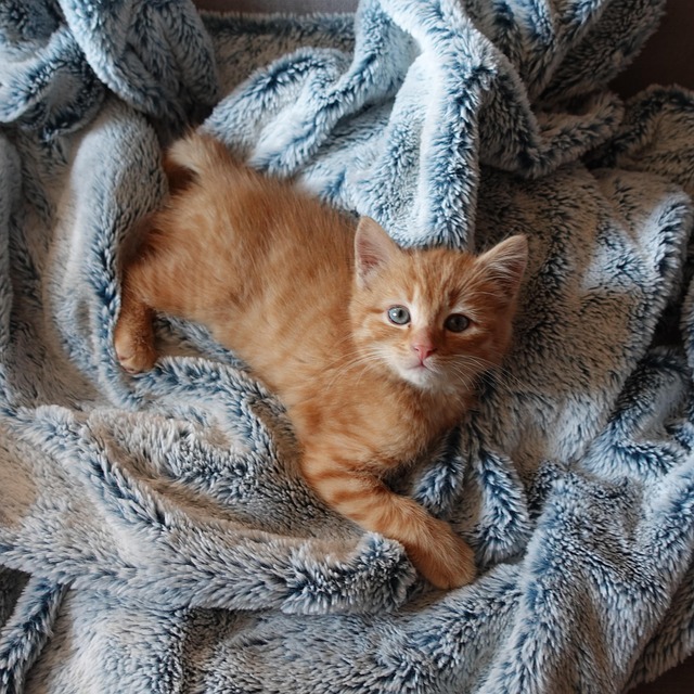 Chris Davis tweet media