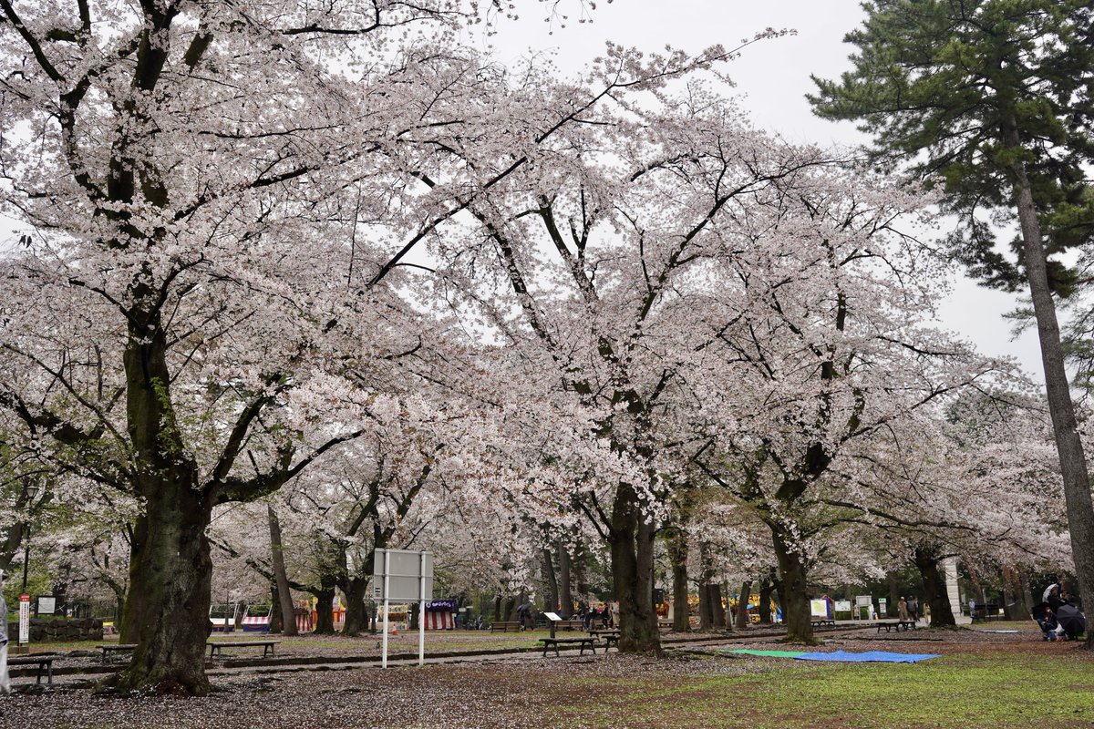 👾ぬる👾暴れモミアゲ🐈 tweet media