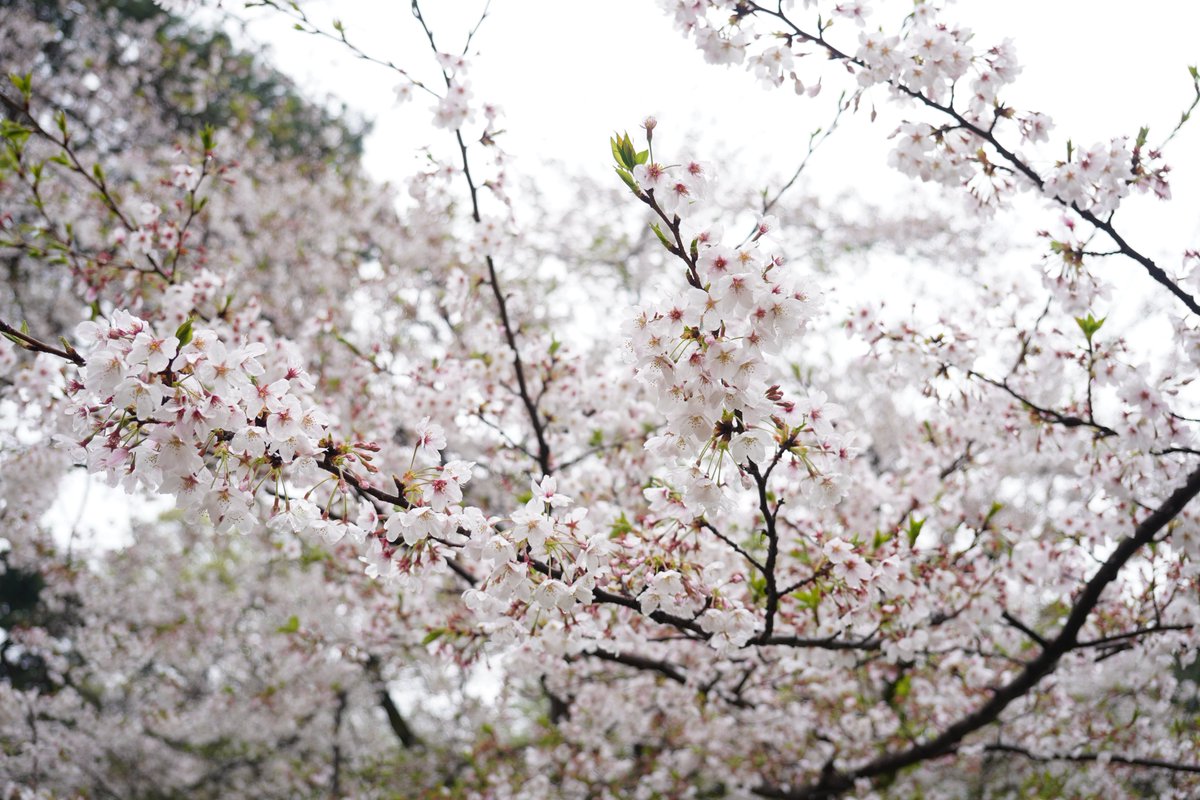 👾ぬる👾暴れモミアゲ🐈 tweet media