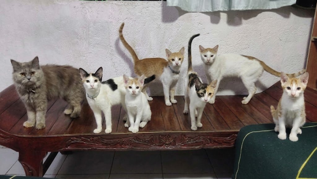 nickiewhat's tweet photo. Sachi, Colors, Milky, Orenz, Anchie, Muchie, Sugar. https://t.co/XL4gJ2epu7