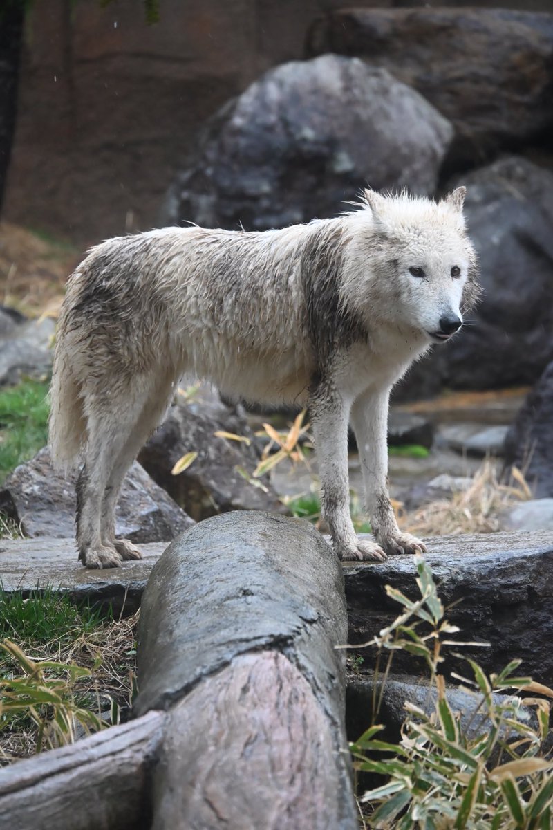 しっぽう tweet media