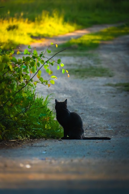 Prajesh Bell tweet media