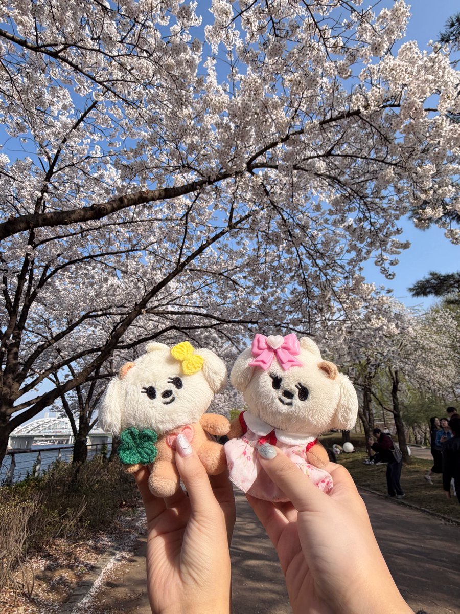 도마도 tweet media