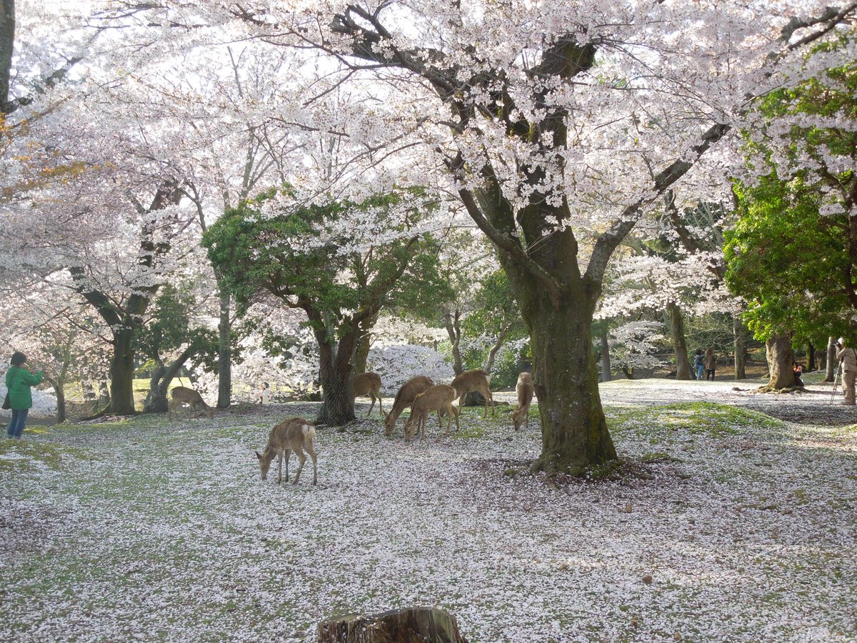 Kristijan tweet media