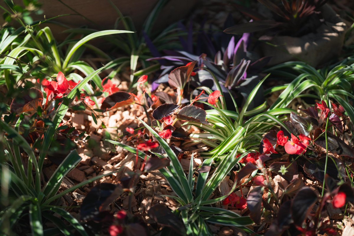 Ville de Nice tweet media