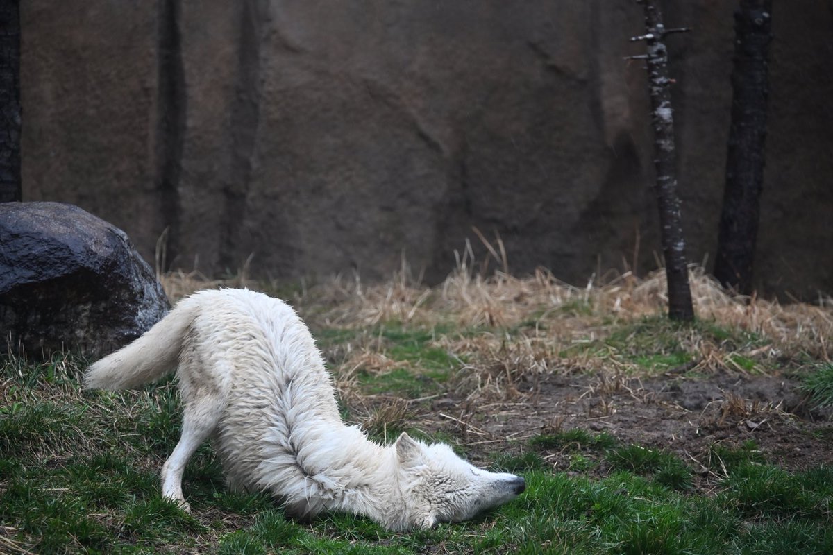 しっぽう tweet media