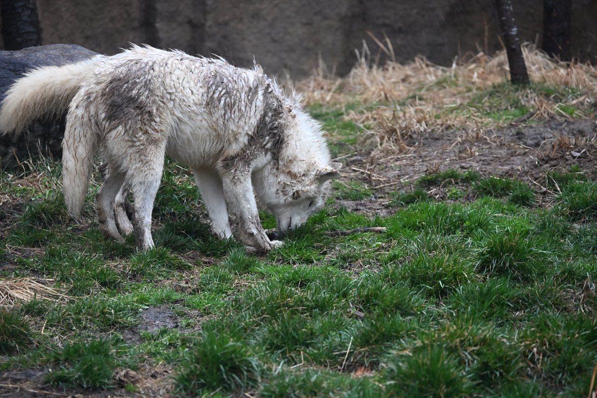 しっぽう tweet media