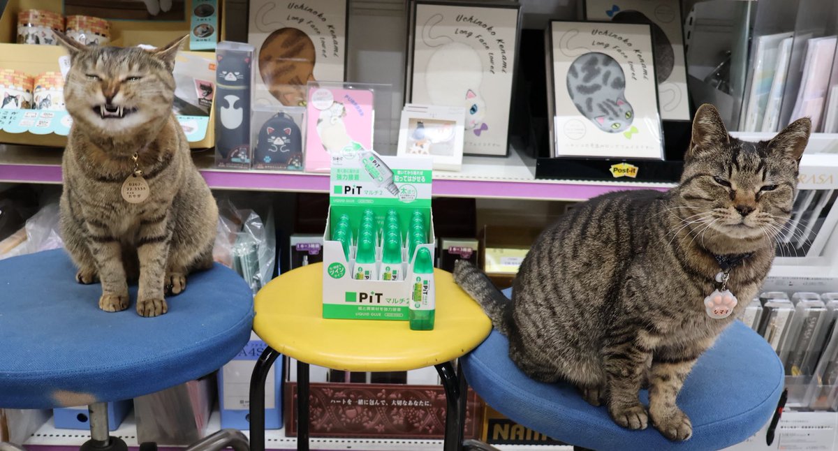 ねこがいる文具店万年堂 tweet media