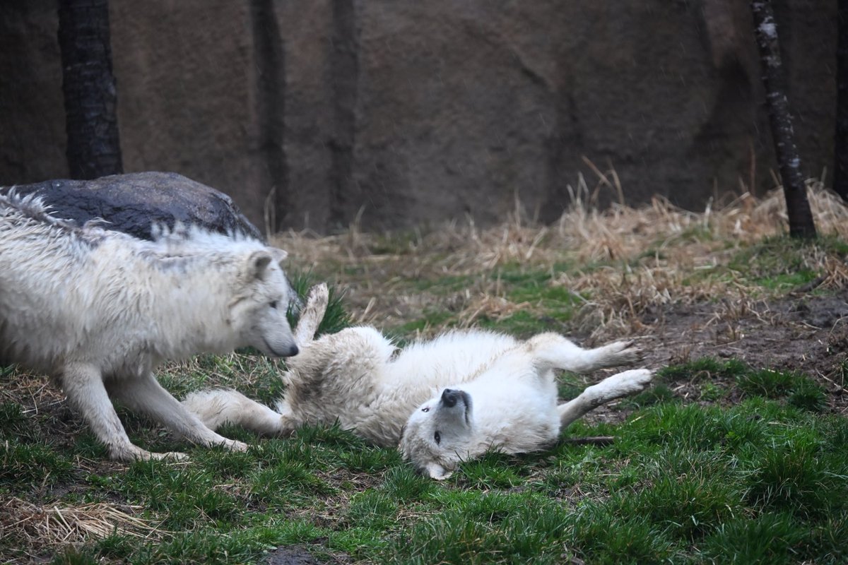 しっぽう tweet media