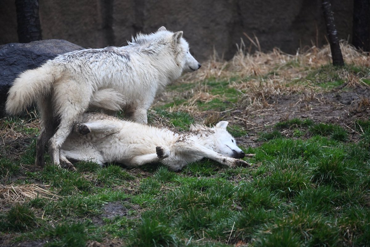 しっぽう tweet media