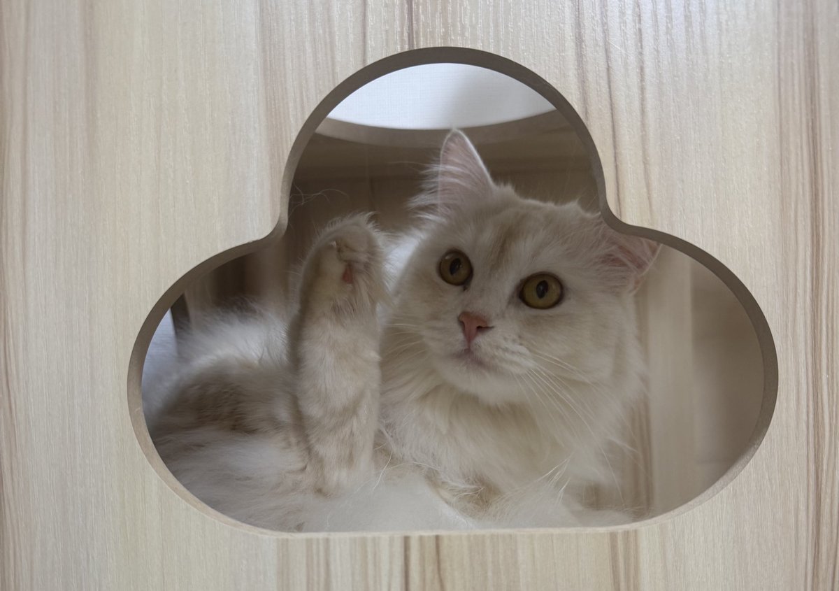 そらねこ☁️🐈 tweet media