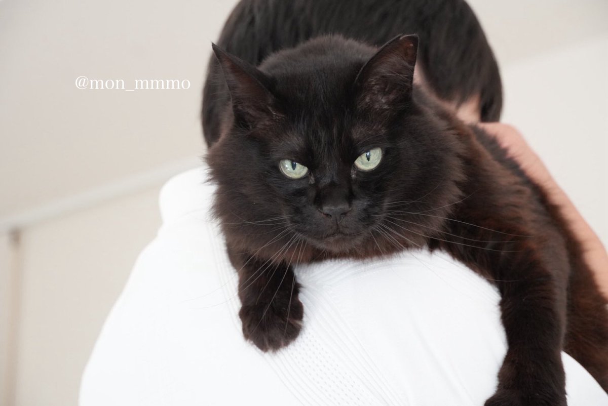 もんちゃん tweet media