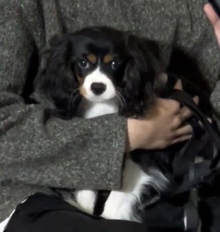 ล่าเถียว ⍣╯ tweet media