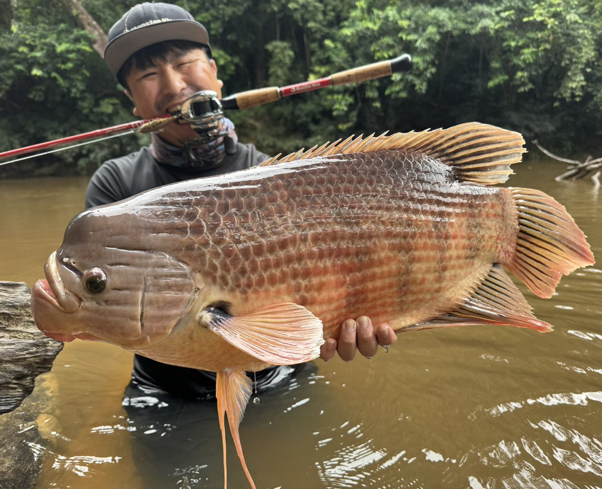 ターザン tweet media