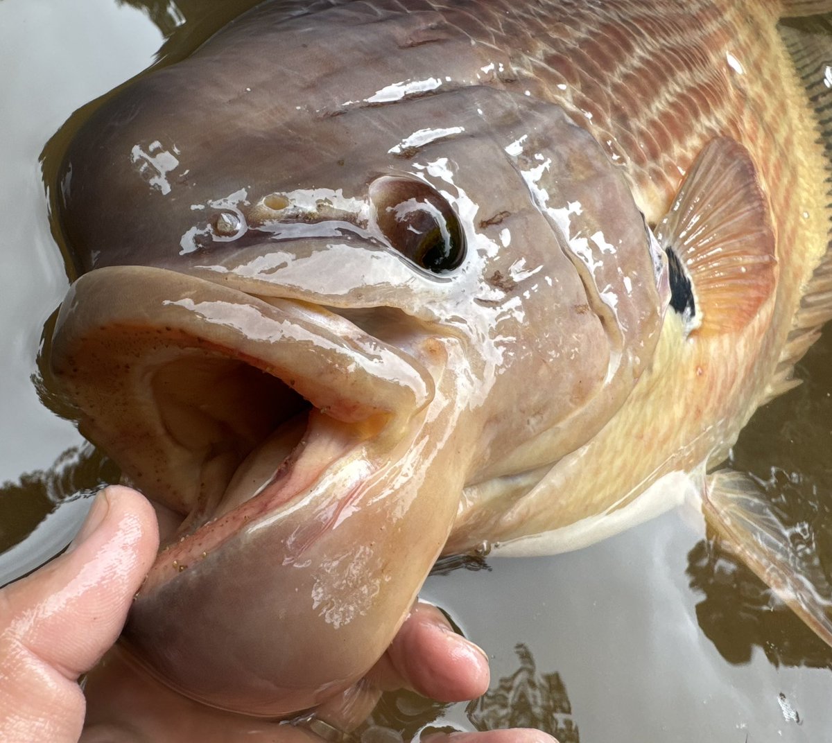 ターザン tweet media