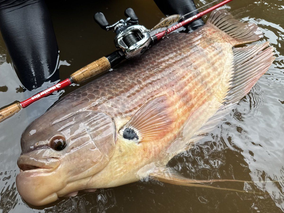 ターザン tweet media