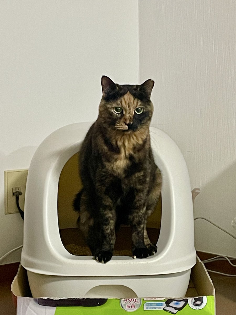 Tora_Azuki's tweet photo. 本気モードのあず https://t.co/llN50VM45W