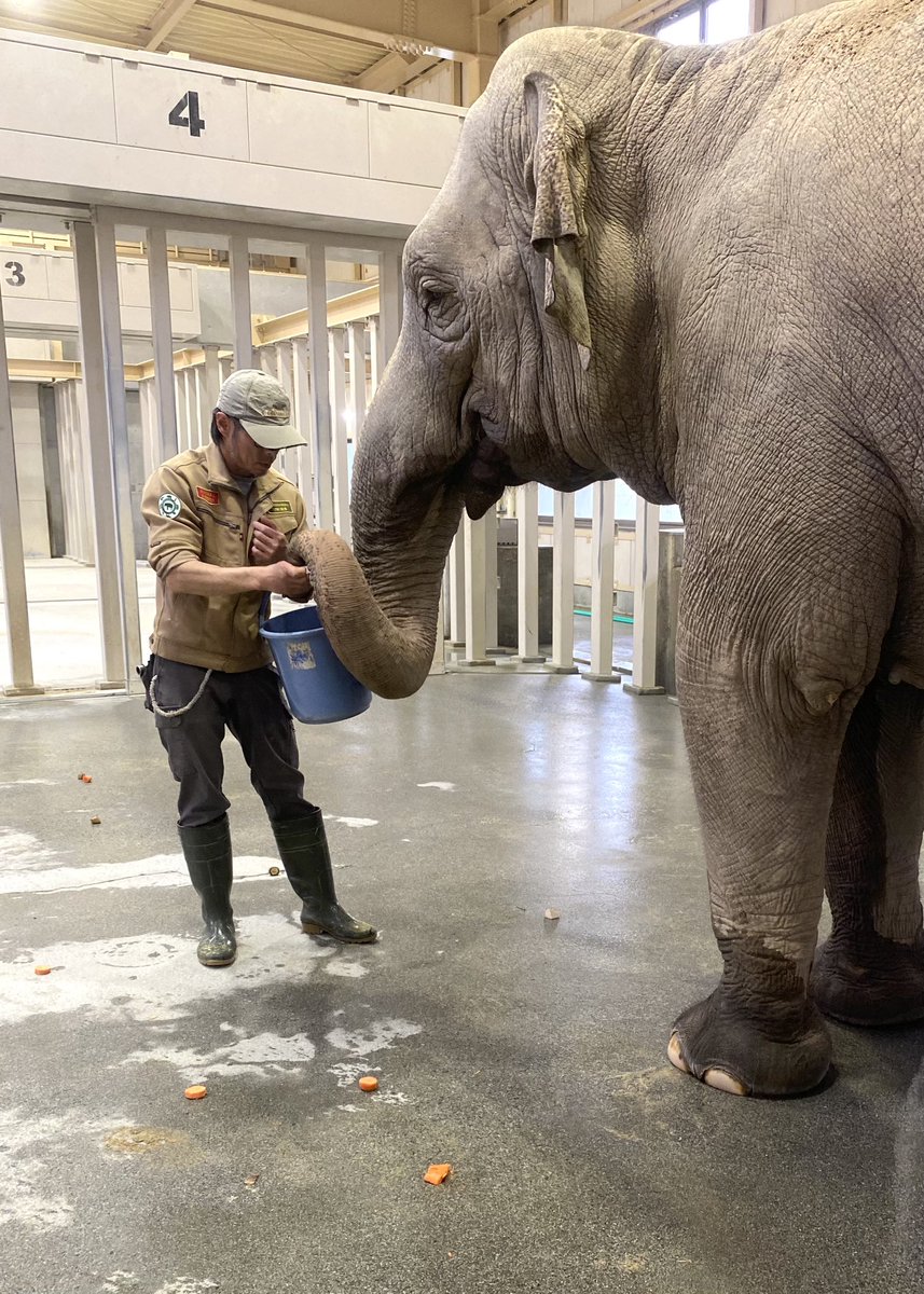 周南市徳山動物園(公式) tweet media