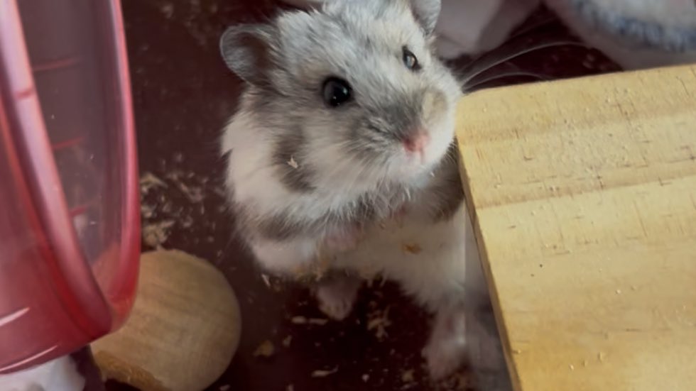 宮崎ハムオ tweet media