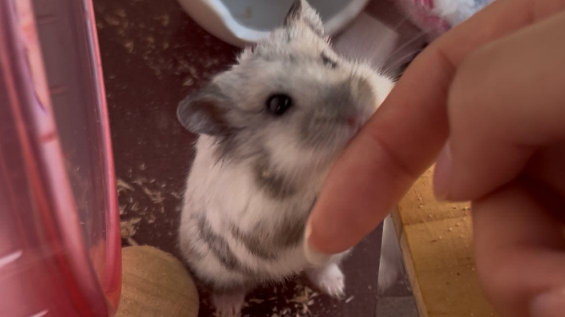 宮崎ハムオ tweet media