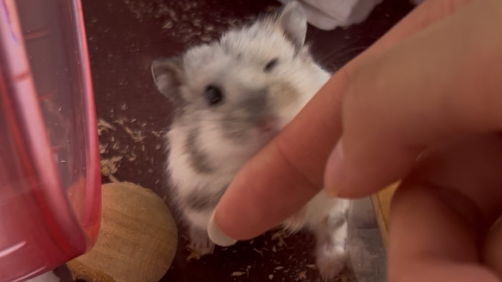 宮崎ハムオ tweet media