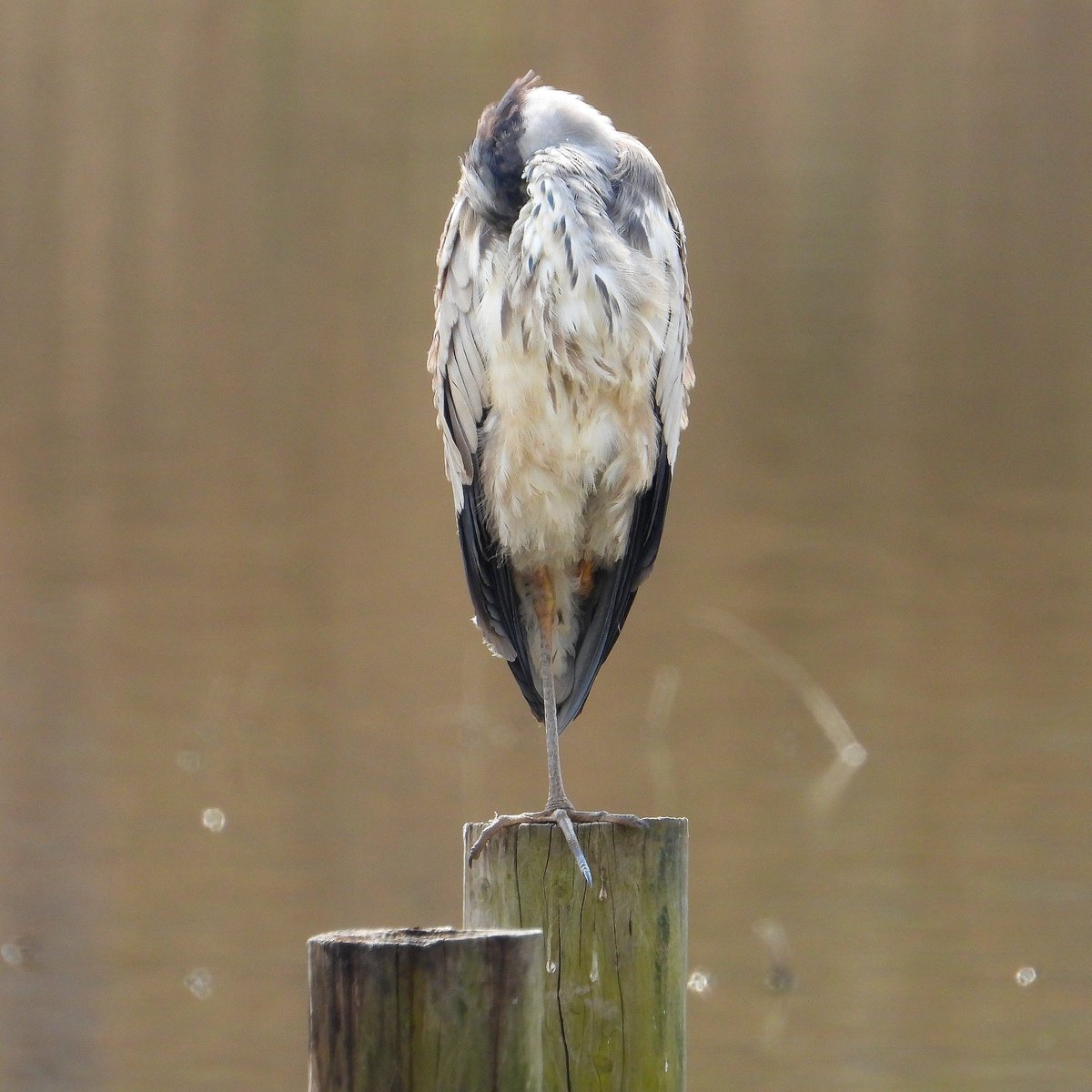 이끼새 tweet media