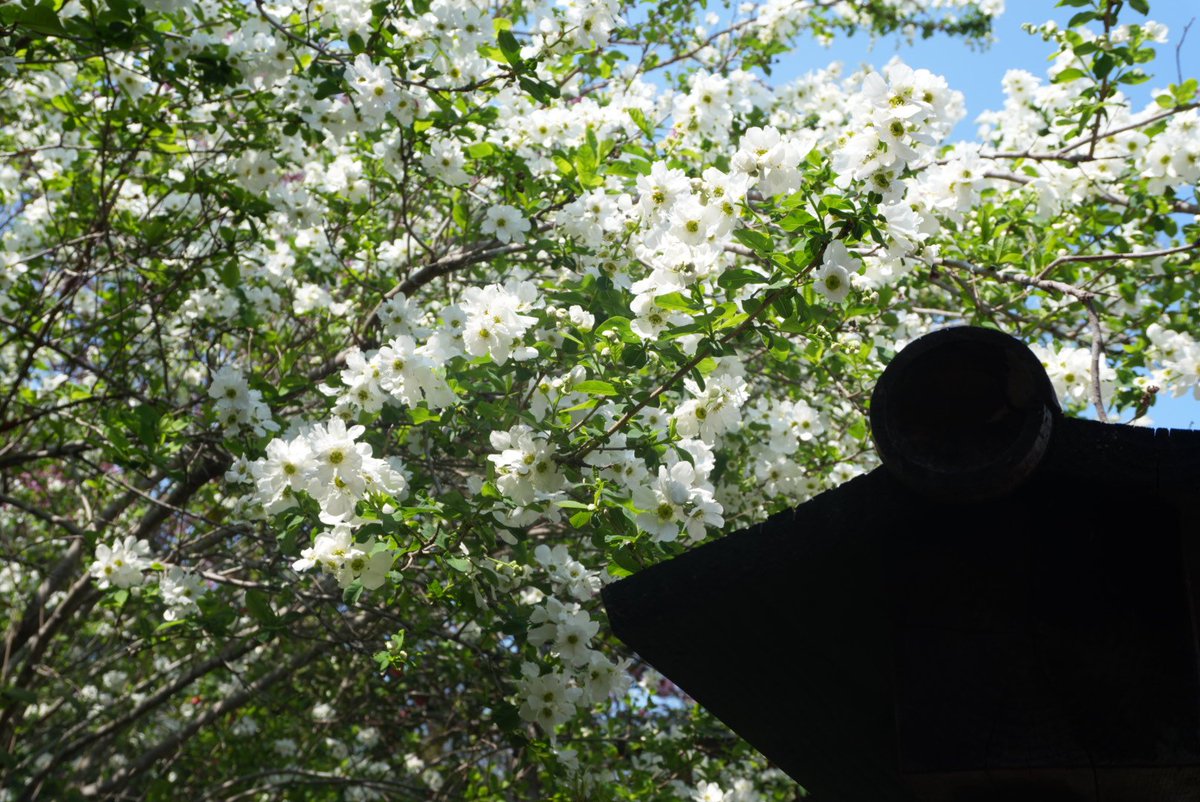 🌷シャルル🍡🌸•*¨*• tweet media