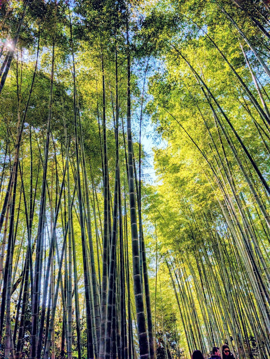 🌷シャルル🍡🌸•*¨*• tweet media