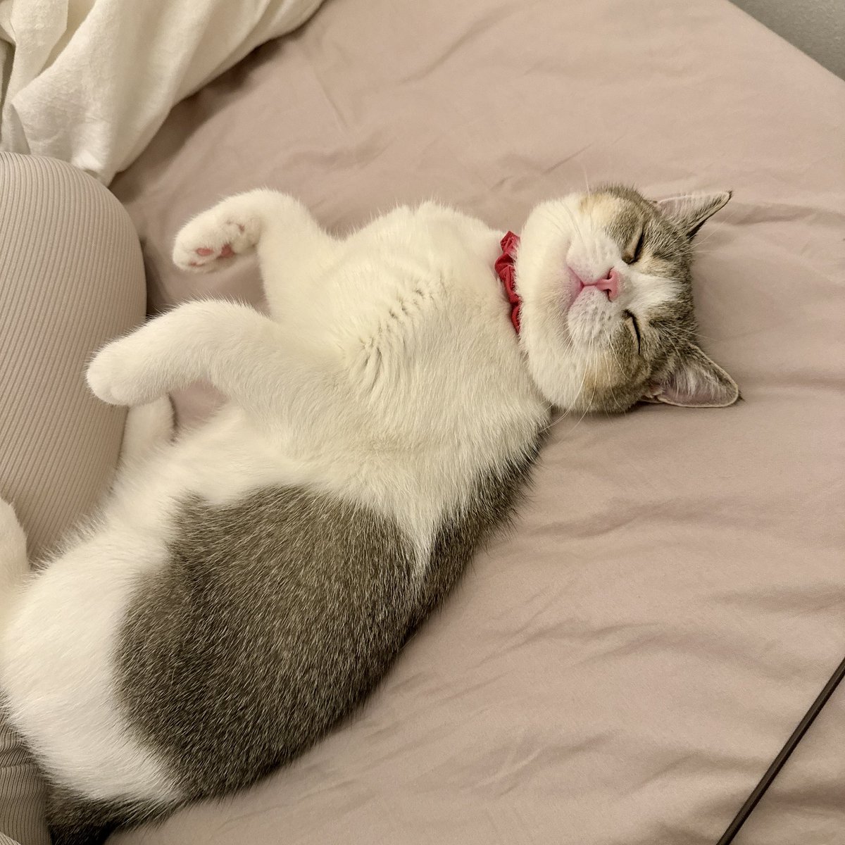 ズボジョー🏡一条グラスマ Like@Myhome໒꒱· ﾟ tweet media