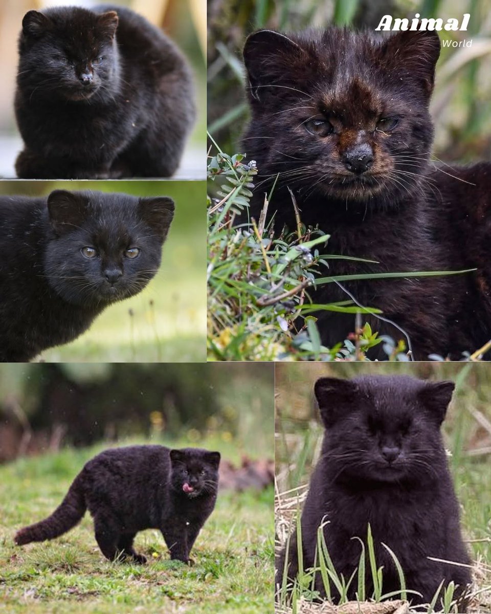 Melanistic Kodkod - The Shadow Cat of the Forest 🐾
