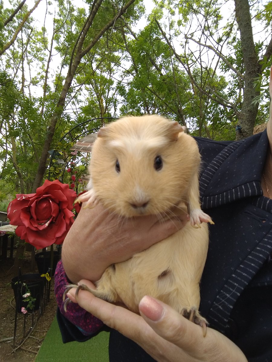 Achetés pour un enfant qui s'est lassé, des parents qui n'ont pas voulu  "gérer"... et hop, je les récupère aujourd'hui. Un animal n'est pas un  jouet !