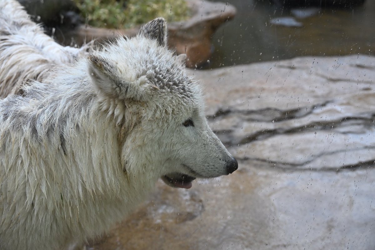 しっぽう tweet media