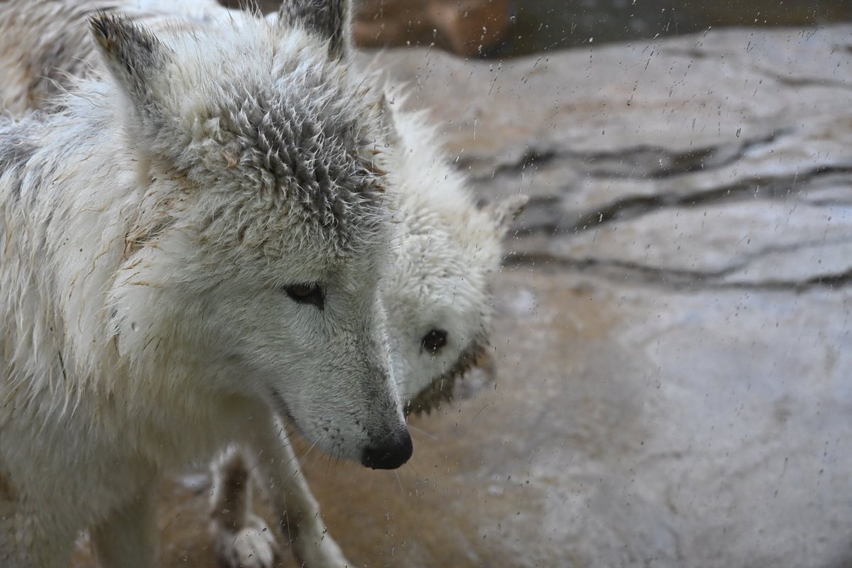 しっぽう tweet media