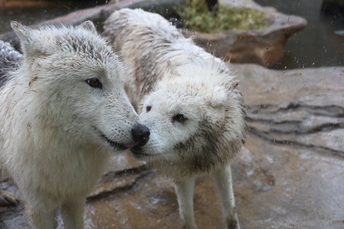 しっぽう tweet media