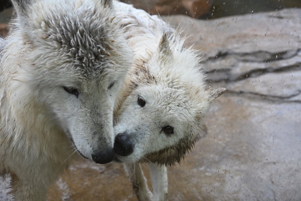 しっぽう tweet media